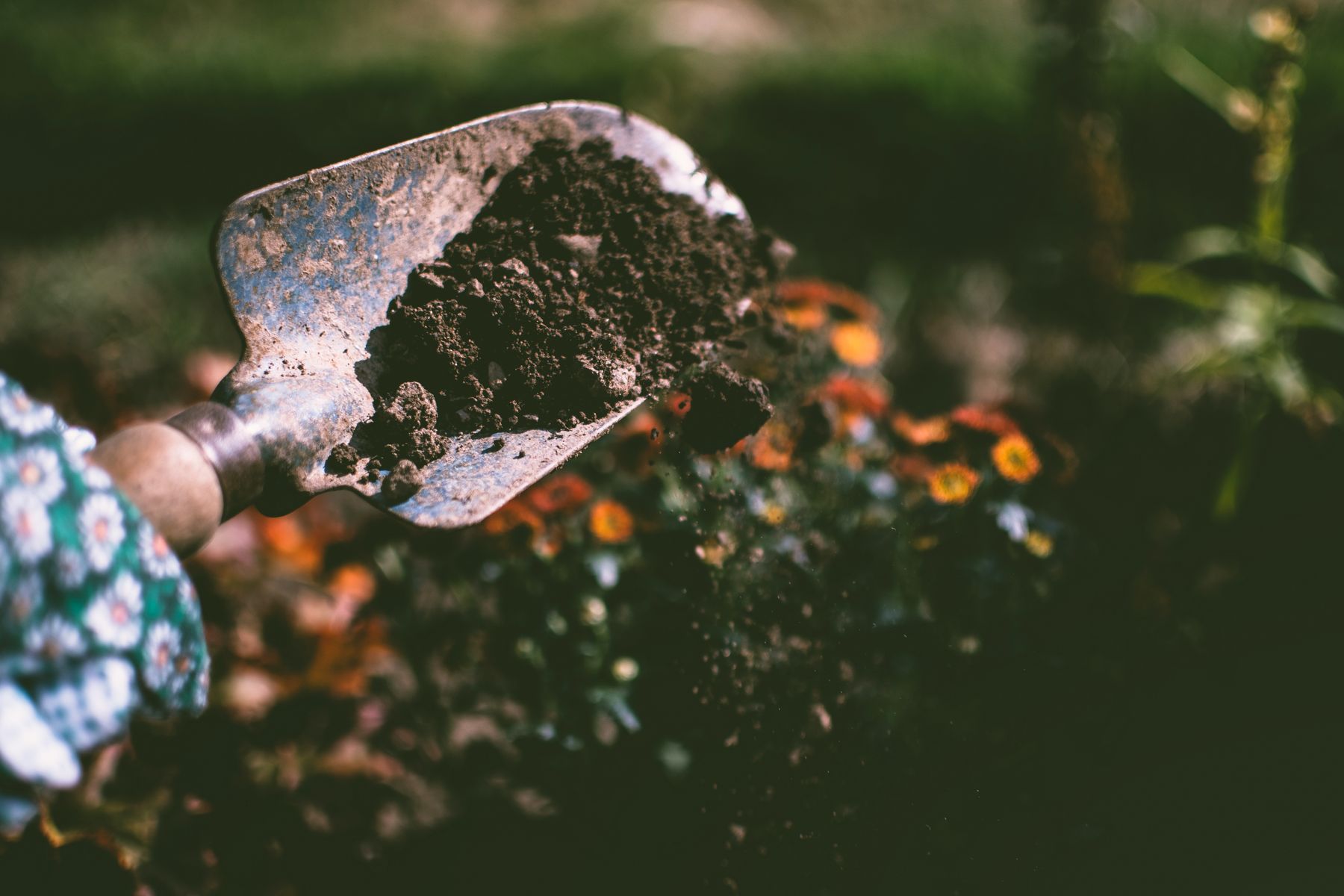 Garden hand tool carrying healthy prepared soil